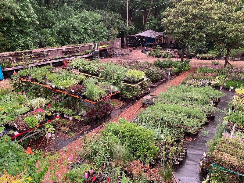 A Backyard Nursery Hiding In Plain Sight