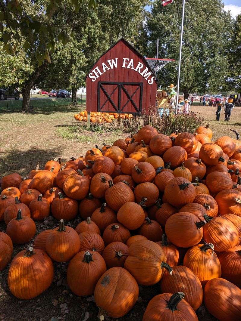Nearly Three Miles Of Twisting Paths Make This Maze A Serious Fall Challenge