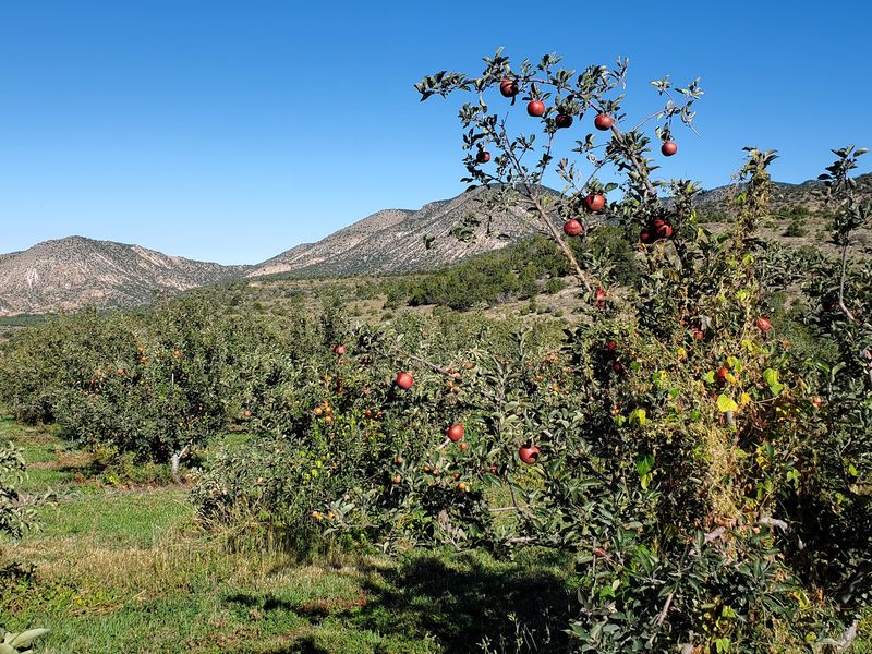 Apple Rows Roll Across The Hillside