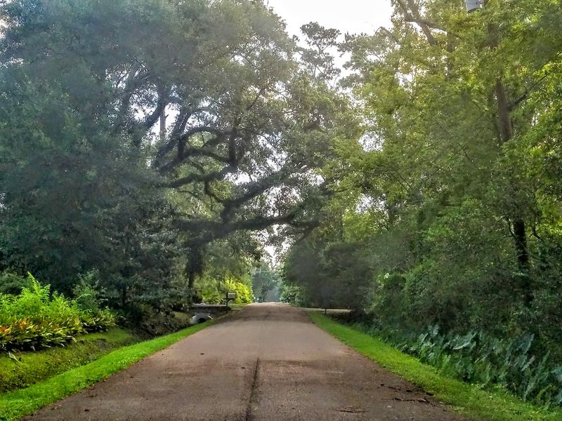 Follow The Oaks Through Old Mandeville