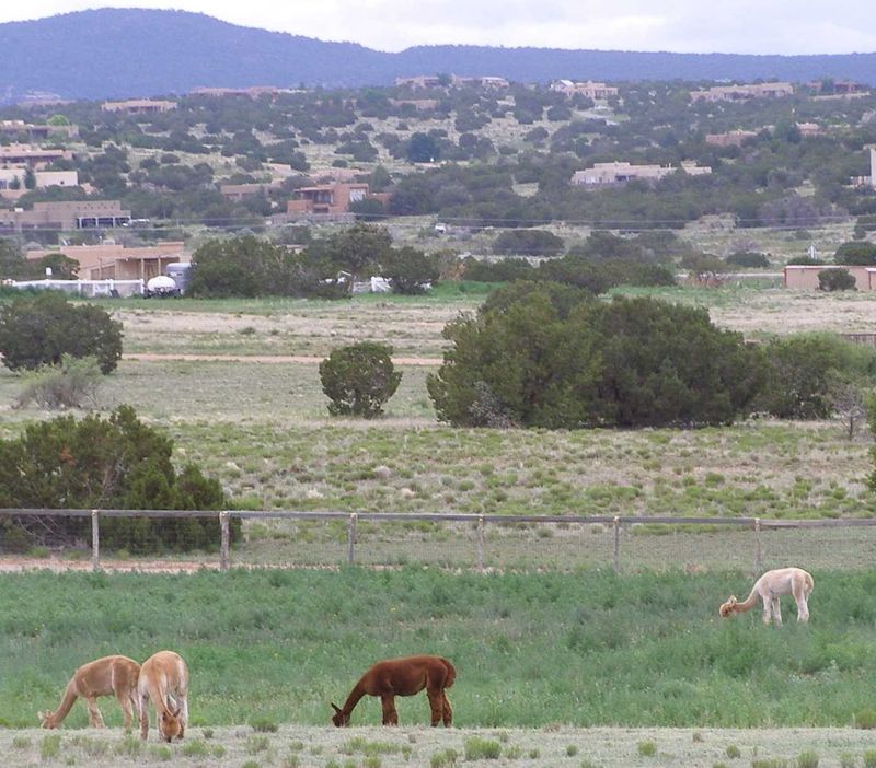 The Herd Comes Right Up To Meet You