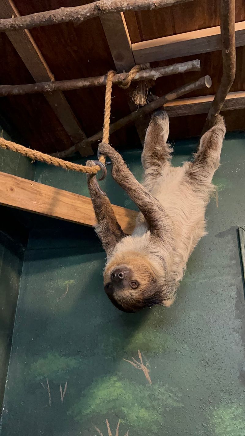 Save A Little Energy For The Sloth Finale
