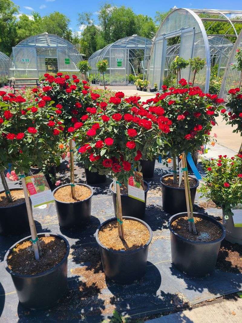 Rose Bush Aisles With Just Enough Romance And Reason