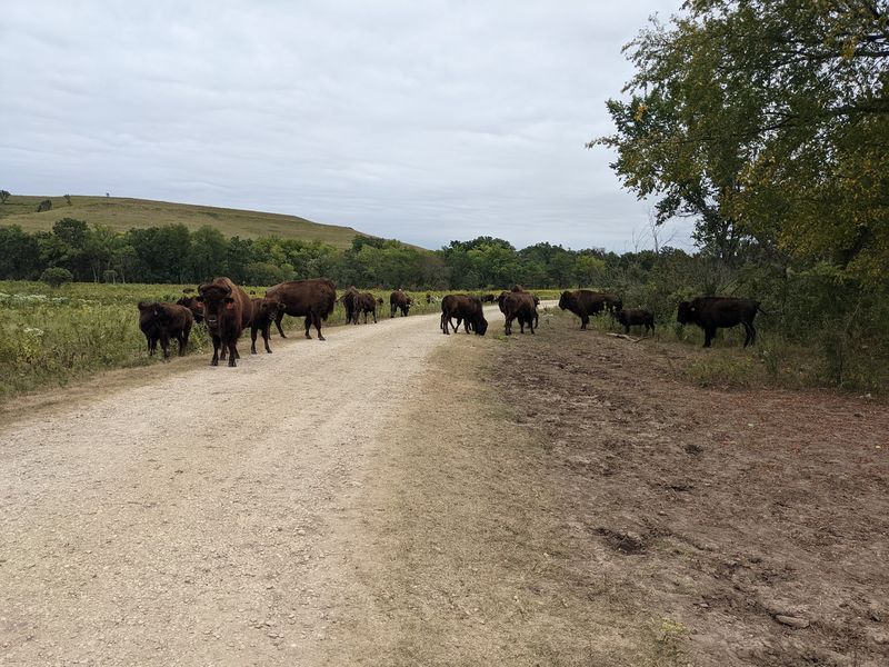 Konza Prairie And Wandering Bison