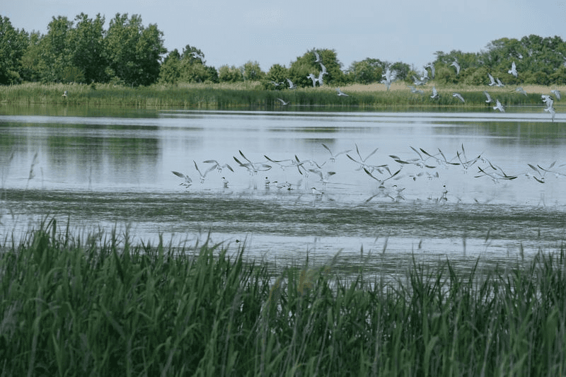 Birding Adds Another Reason To Look Beyond The Sand
