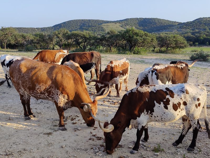 Longhorns, Horses, Goats, And Hay Keep This A Working Ranch