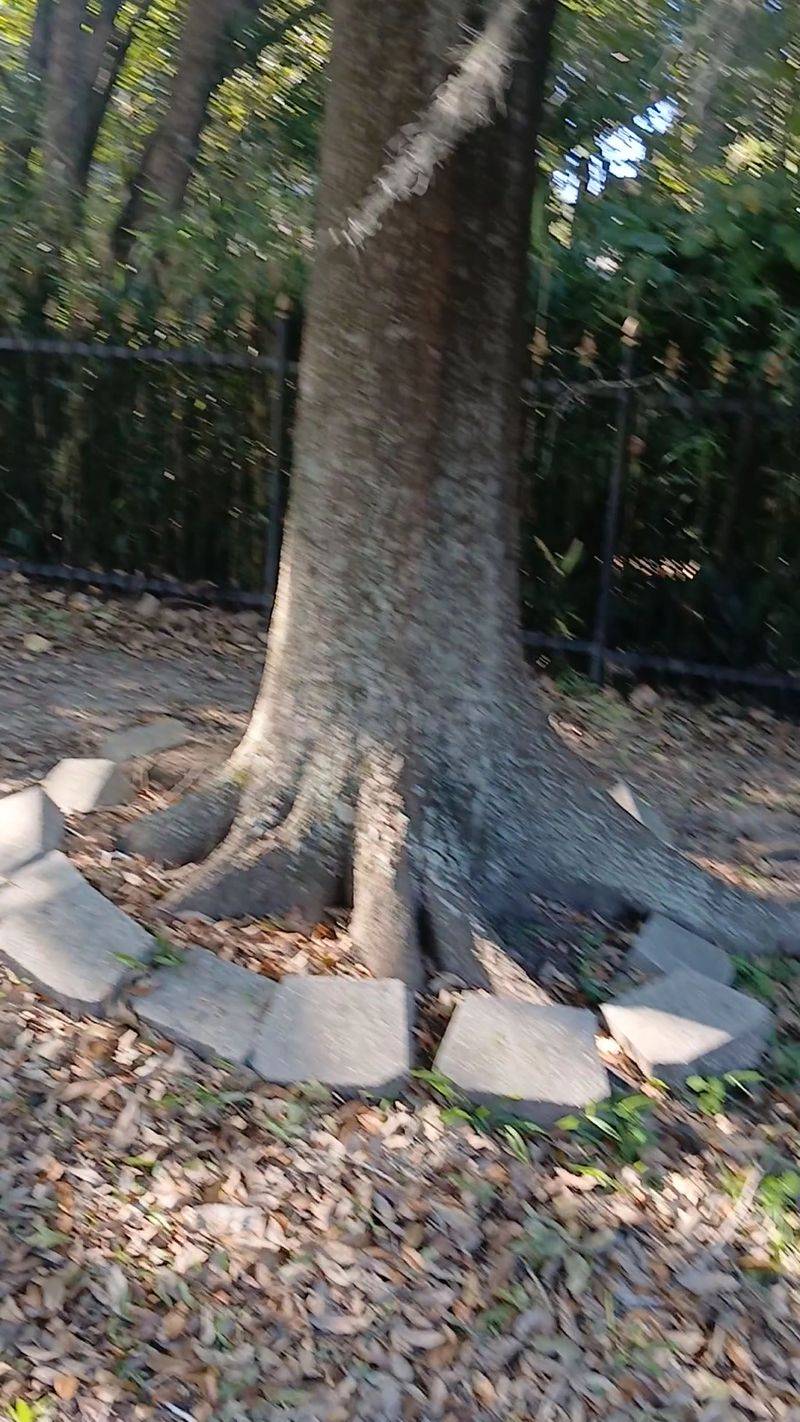 Listen To The Tree