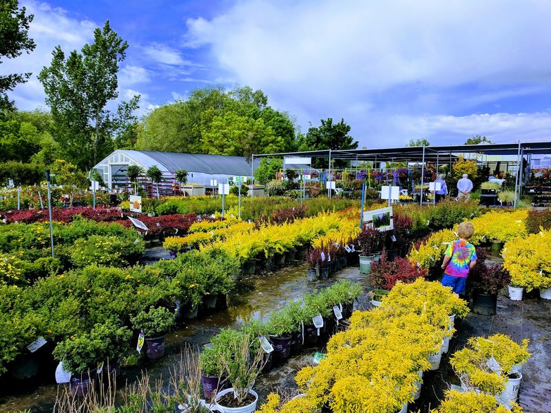 Utah Native Plants For Yards With Local Sense