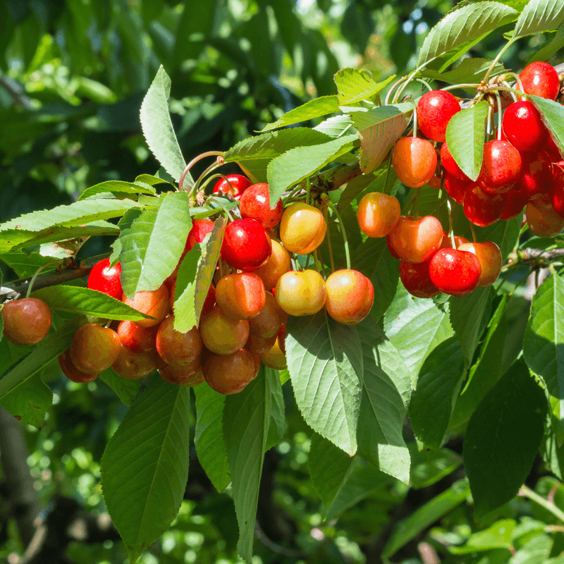 Rainier Cherries