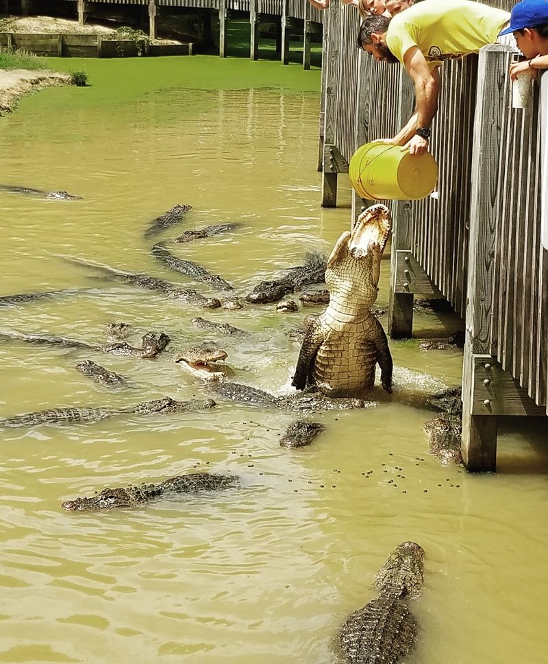 Check The Feeding Schedule Before You Wander Too Far