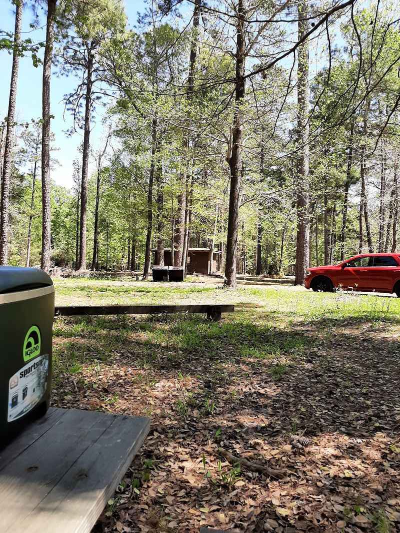 Forest Road 366 Runs Until The Bayou Takes Over