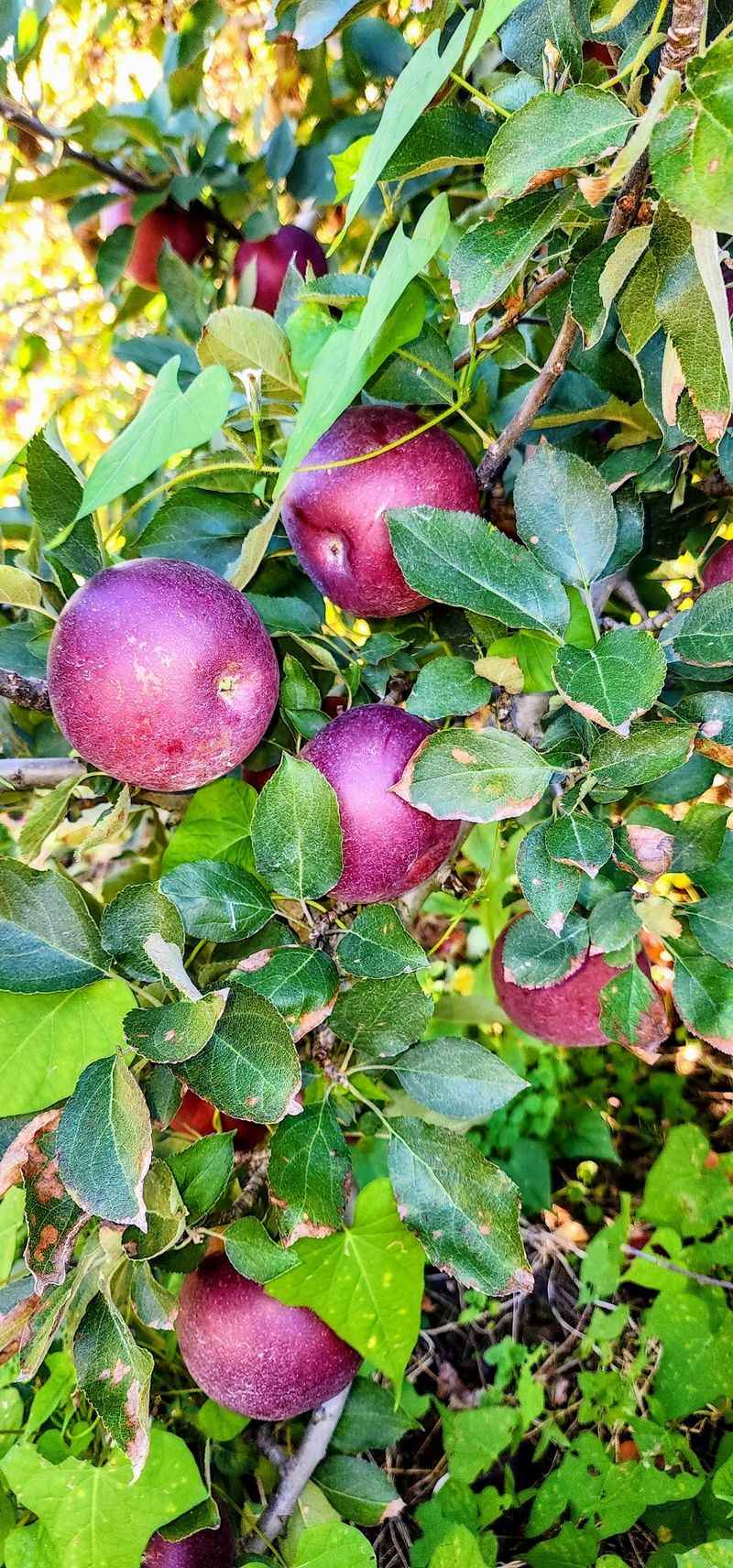 Two Backyard Trees Grew Into A Longtime Cleveland Orchard
