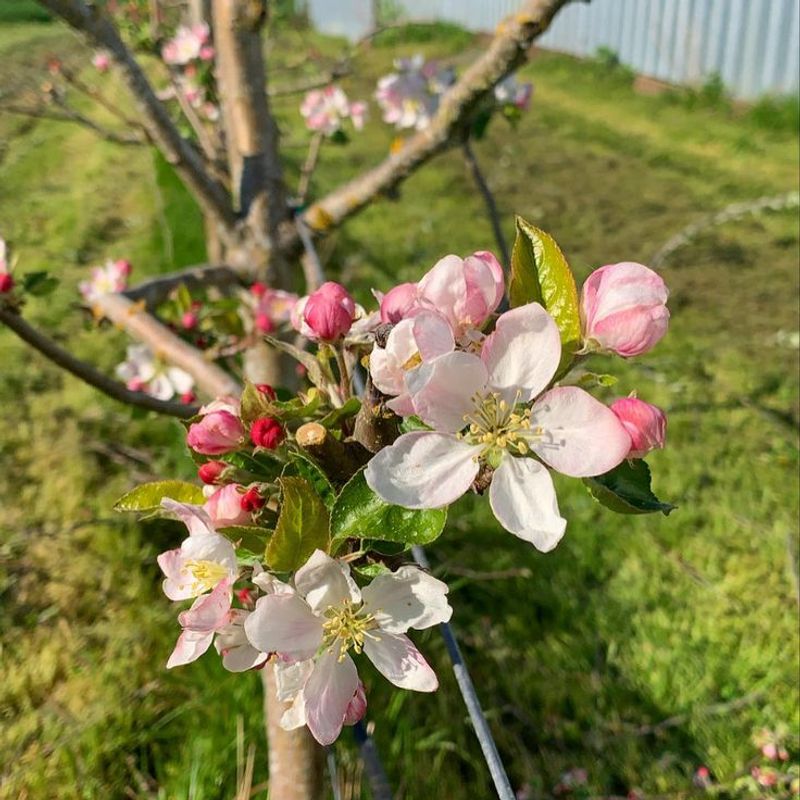Yakima Valley Apples