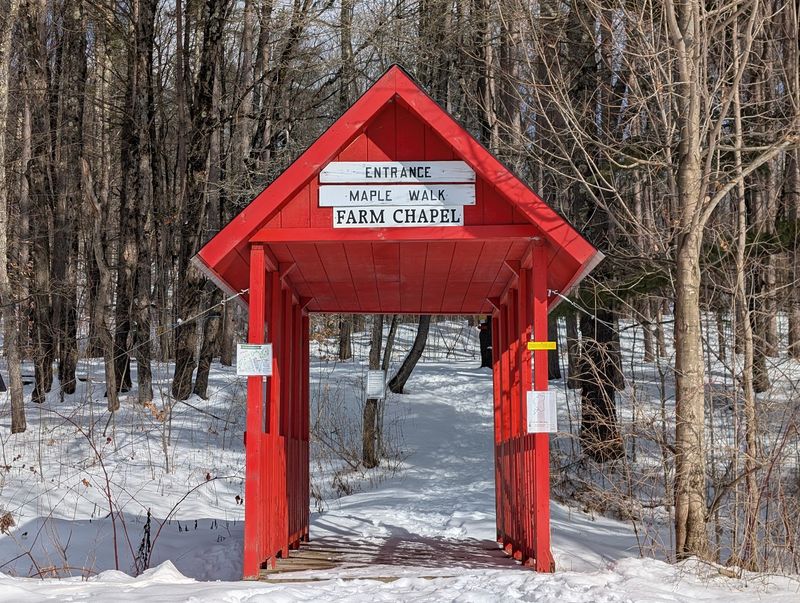 Guided Sugarbush Walks Among the Maples