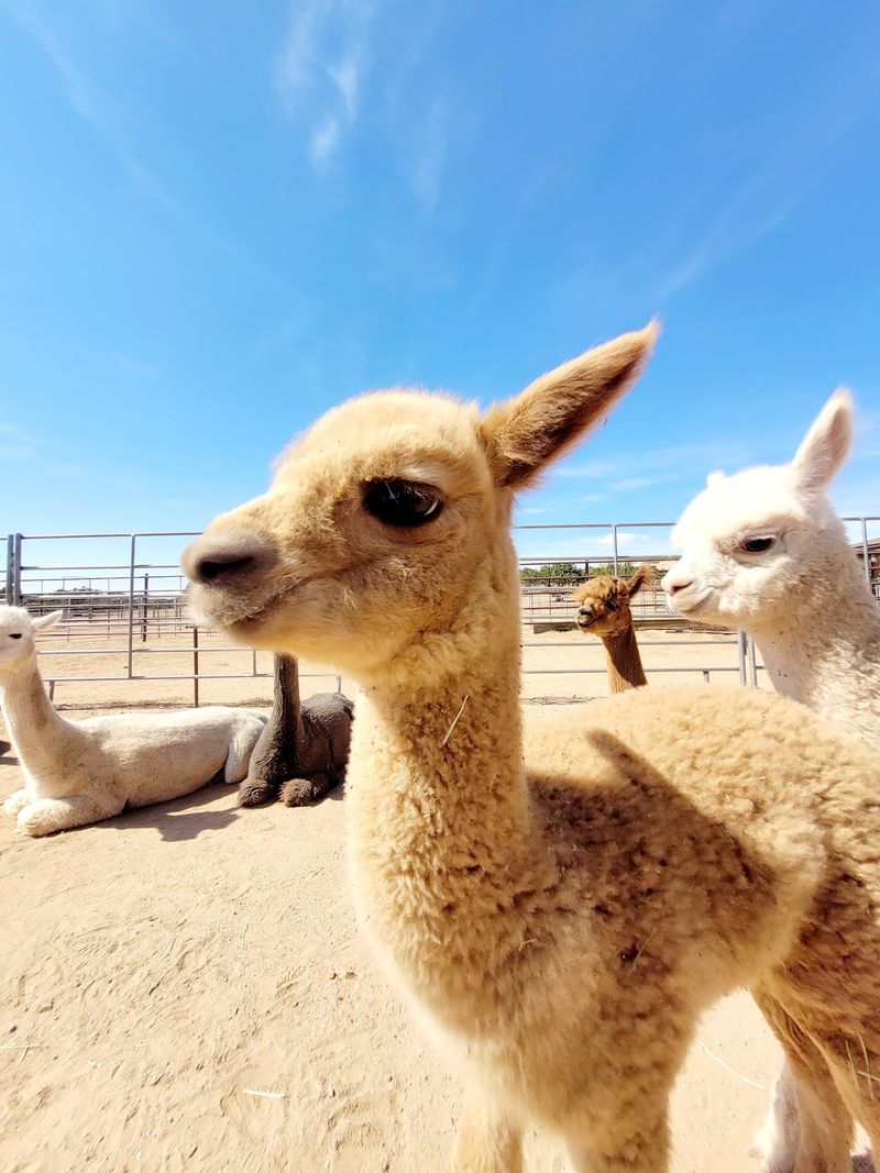 Those Fluffy Faces Steal The Show