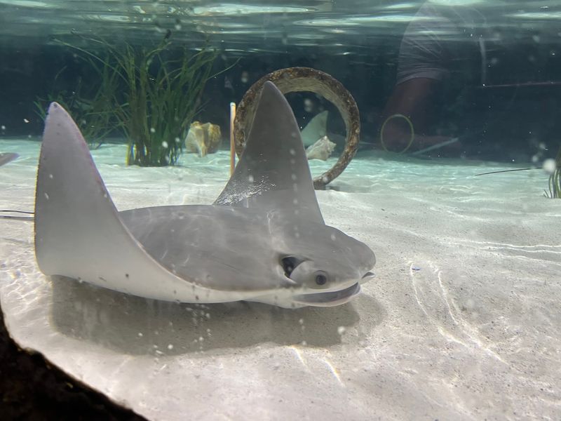 The Star Attraction: Feeding The Stingrays