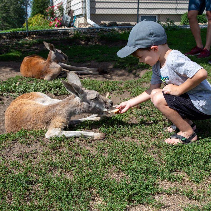 Meet The Kangaroos