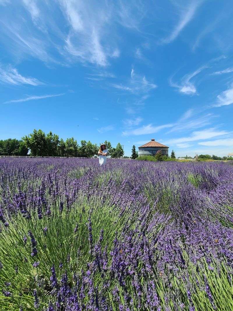 Pageo Lavender Farm, Turlock, CA