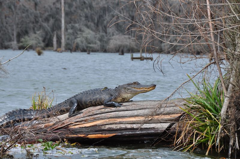 Where A Wild Alligator Sighting Feels Genuinely Possible