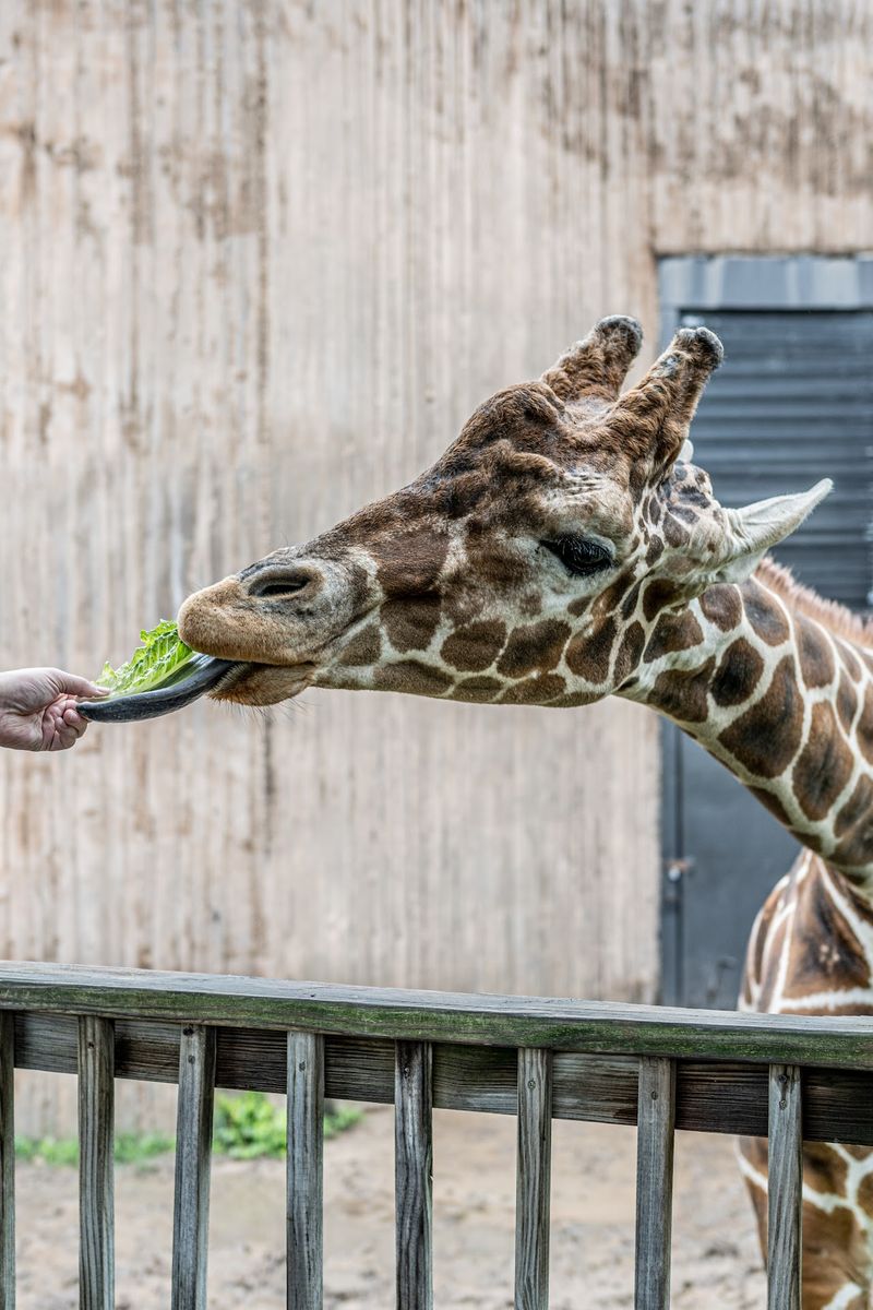 Feeding A Giraffe From Your Own Hand