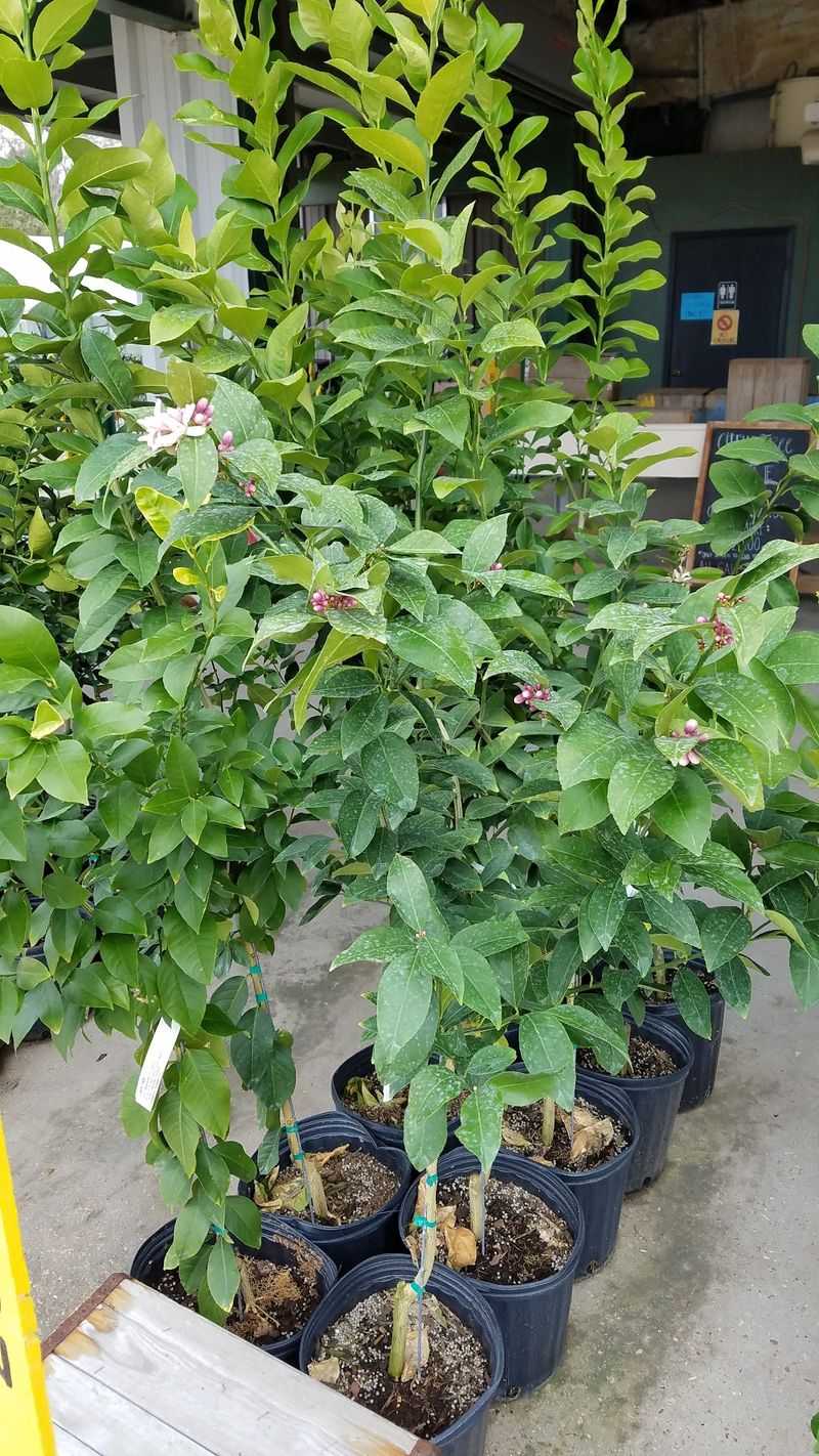 Fruit Trees Growing Right Behind The Building