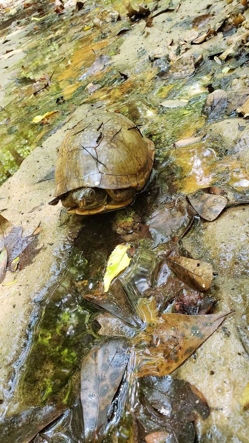 Wildlife Encounters Along The Way