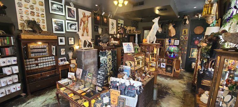Taxidermy Mounts On Display