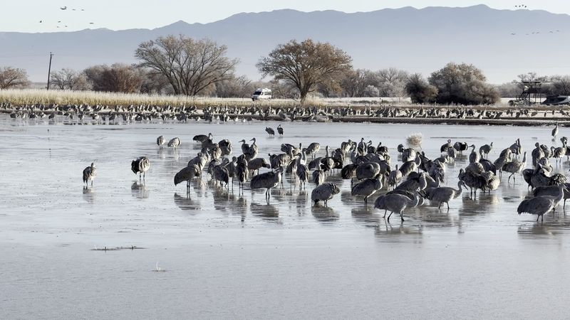 Part Of A Bigger Waterfowl Story