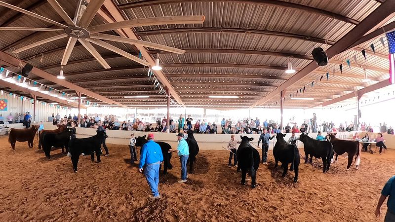 Fair Traditions Take Over The Barns