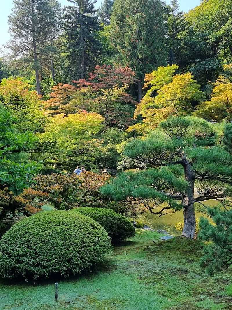 Japanese Maples That Stop You In Your Tracks
