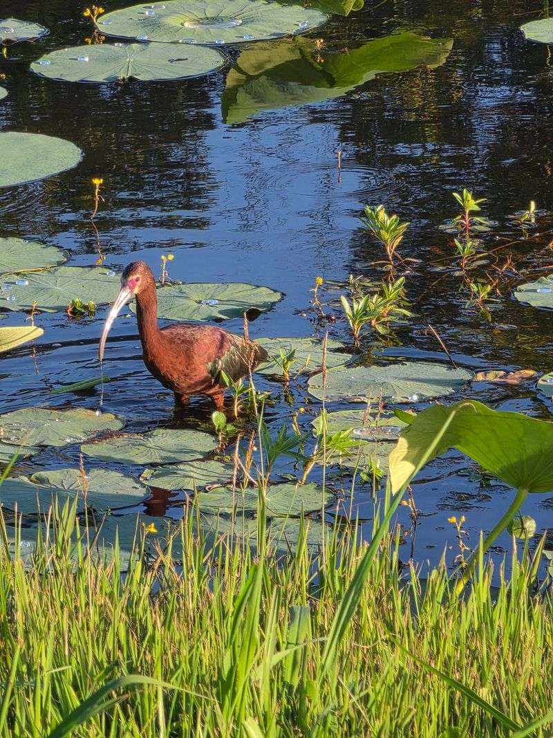 Where The Mississippi Flyway Meets The Gulf