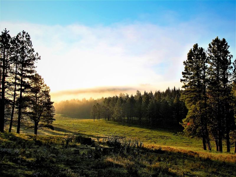 Wide Views Open Beyond The Trees