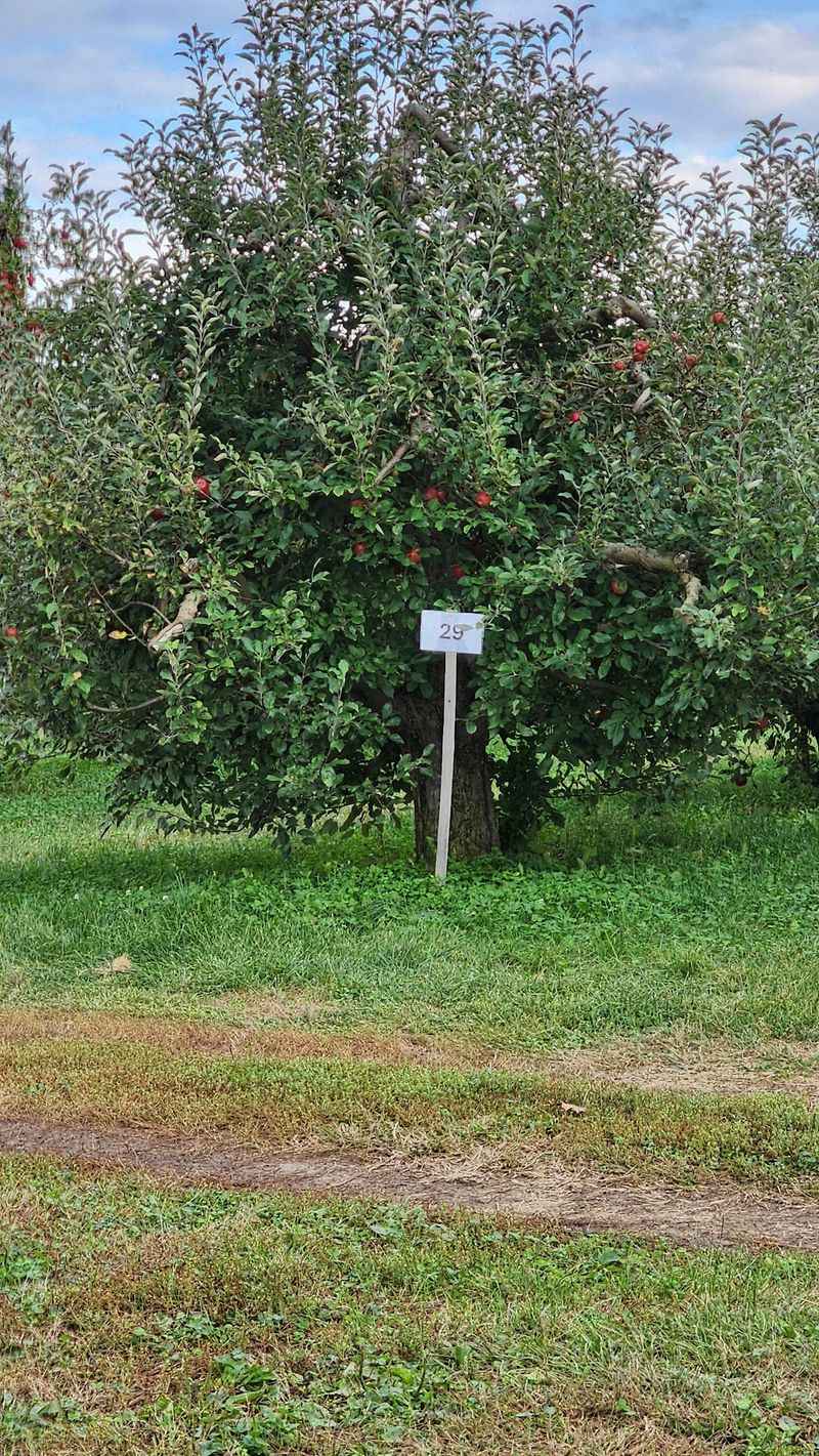 Apples Picked Fresh Off the Branch