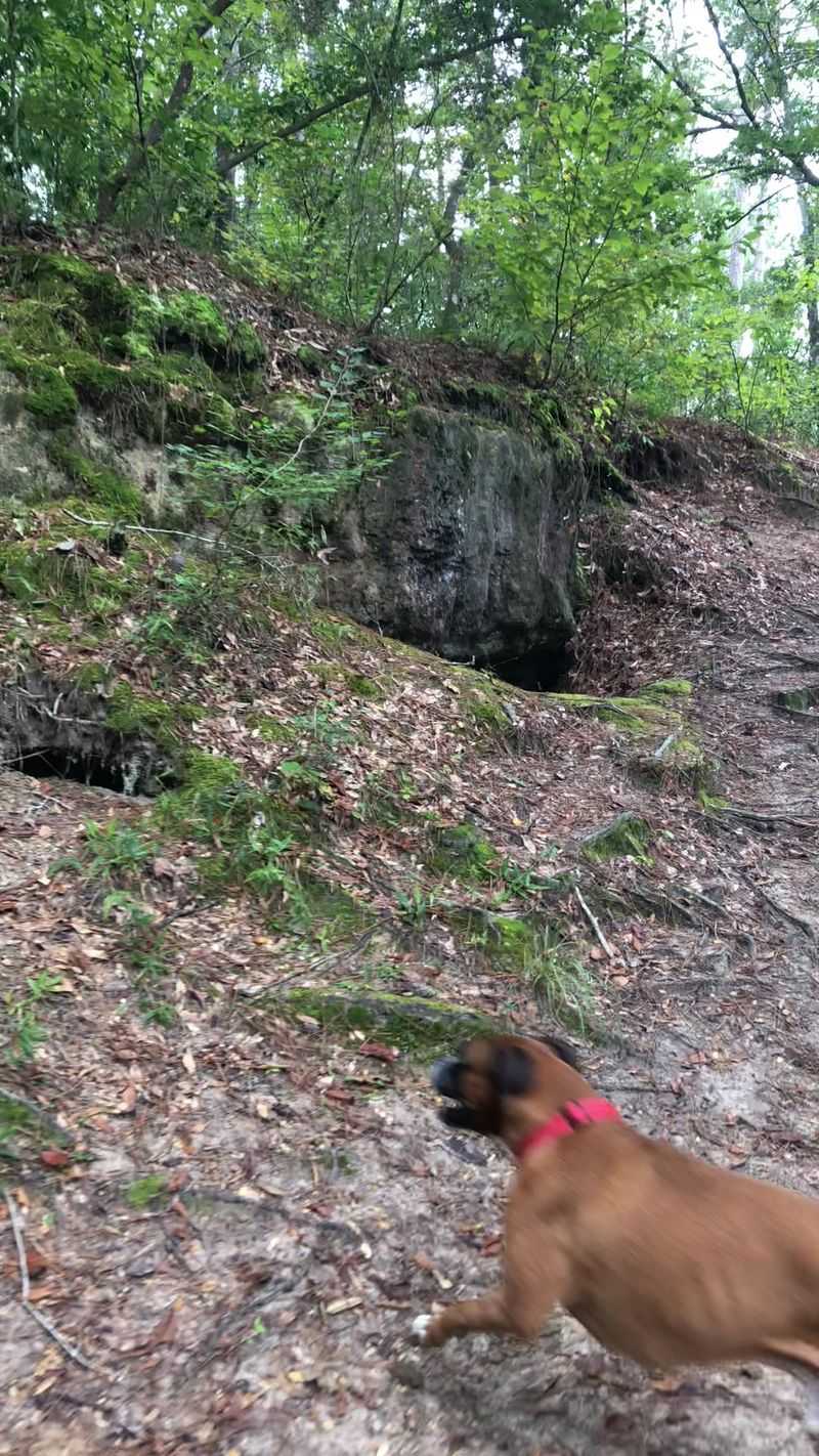 A Perfect Outing For Dogs And Kids