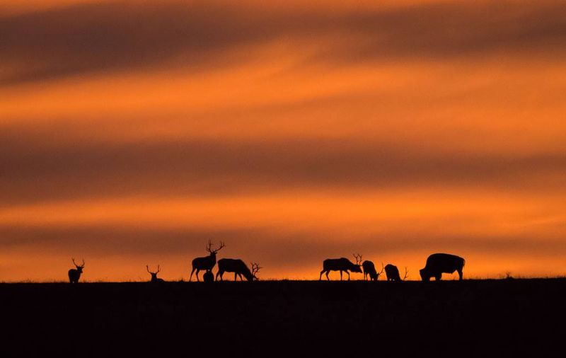 Why Autumn Turns The Grassland Into A Concert Hall