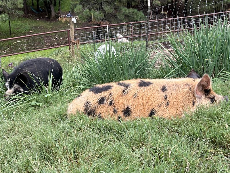 Friendly Pigs With Big Personalities