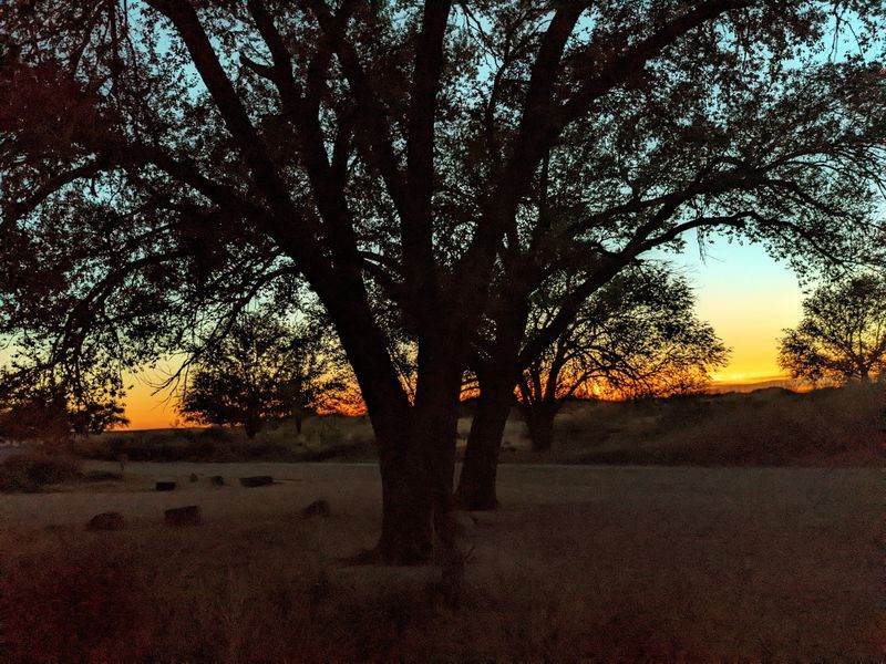Cottonwoods Glow In The Evening Light