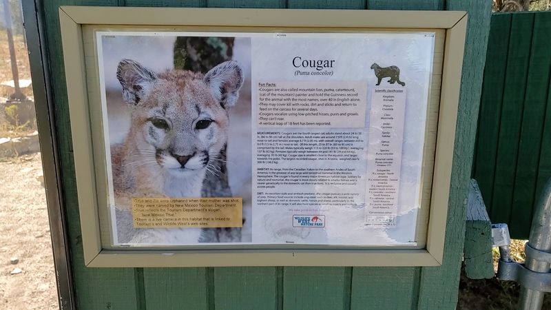 Rescued Animals With Names and Backstories