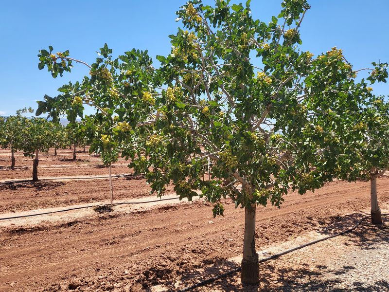 How the McGinn Family Planted Their Roots