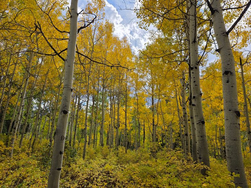 Golden Aspens Do The Heavy Lifting
