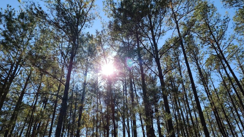 Longleaf Vista And Its Storytelling Trail Signs