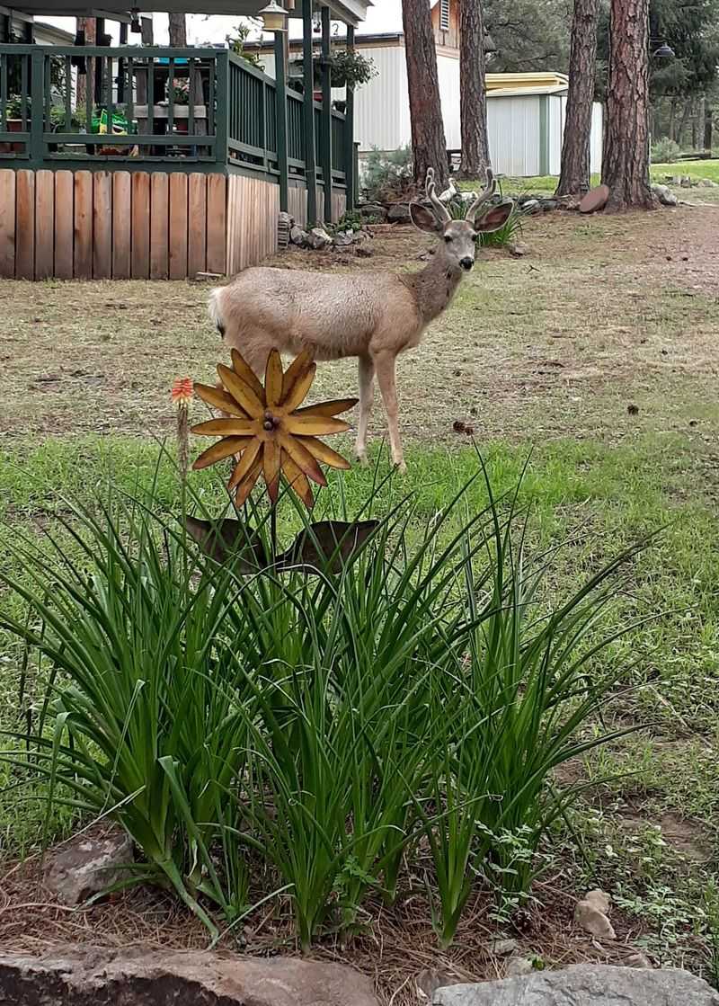Wildlife Sightings Around Every Bend