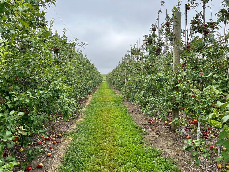 Apple Picking Season Peaks Around Labor Day Weekend