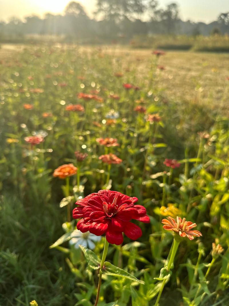 A family-run farm with deep local roots