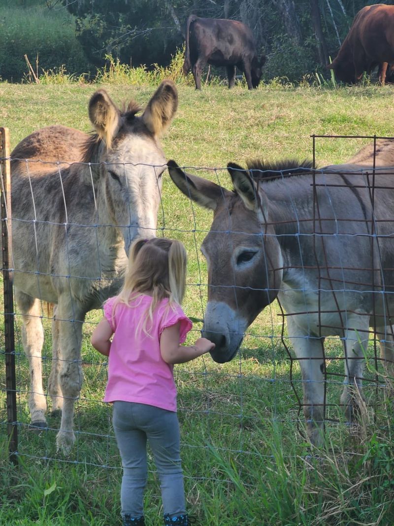 A family outing with animals and open space