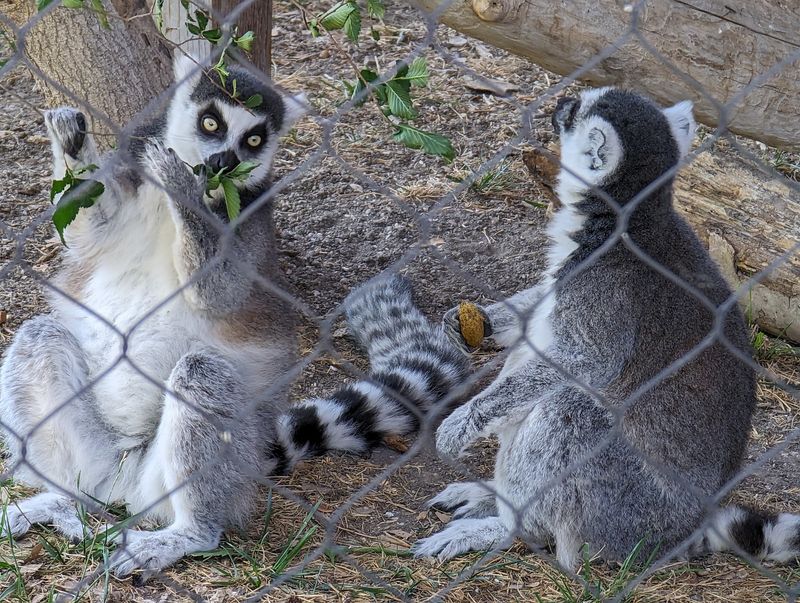 Lemurs Steal The Whole Show