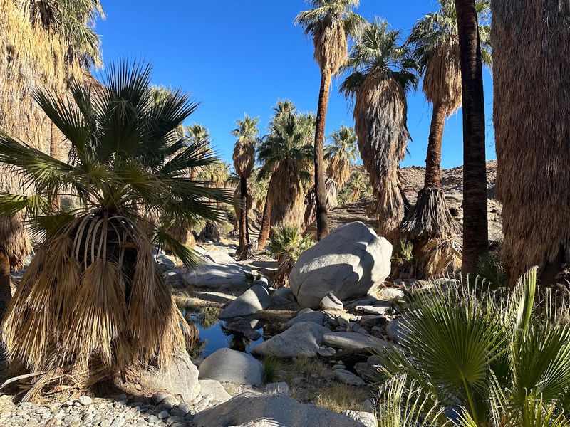 Indian Canyons, Palm Springs, CA