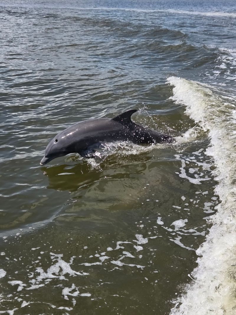 Dolphin Family Tours LLC, Merritt Island, FL