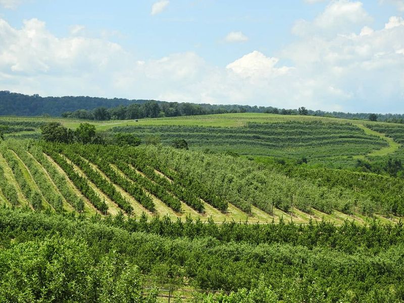The Hilltop Setting Opens Across The Shenandoah Valley