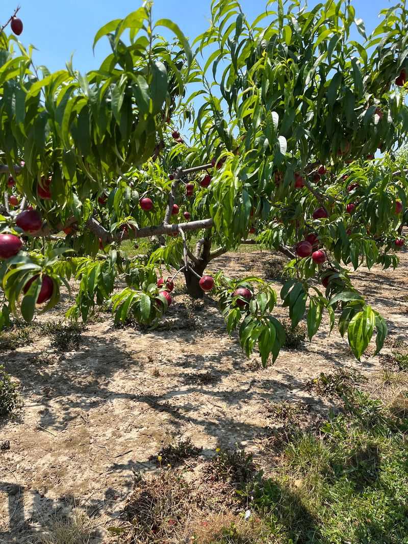 Apple Picking Is Different In 2026